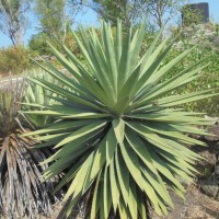 <i>Yucca gloriosa</i>  L.